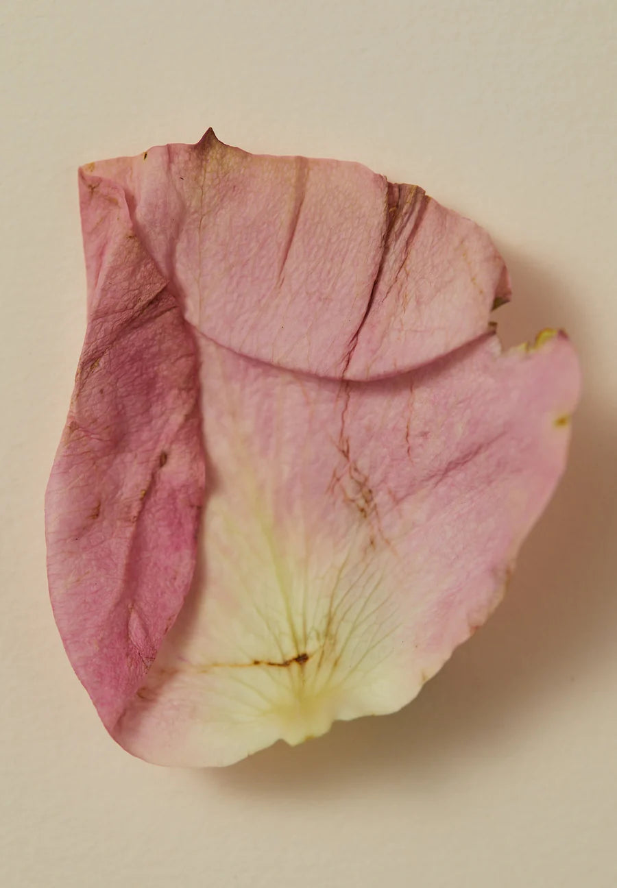 Smoking Rose Scented Oil 30ml