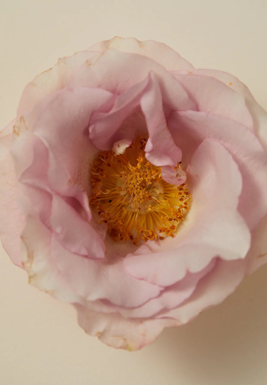 Smoking Rose Scented Oil 30ml